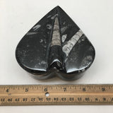 364 Grams Heart Fossils Orthoceras Handmade Black Jewelry Box @Morocco,MF524 - watangem.com