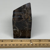 498g, 2.9" x 2.9" x 1.9" Fossils Orthoceras Ammonite Business Card Holder,B8093