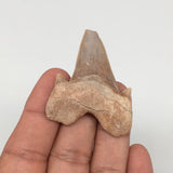 15.7g, 1.9"X 1.5"x 0.6" Natural Fossils Fish Shark Tooth @Morocco,MF2769