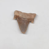 15.7g, 1.9"X 1.5"x 0.6" Natural Fossils Fish Shark Tooth @Morocco,MF2769
