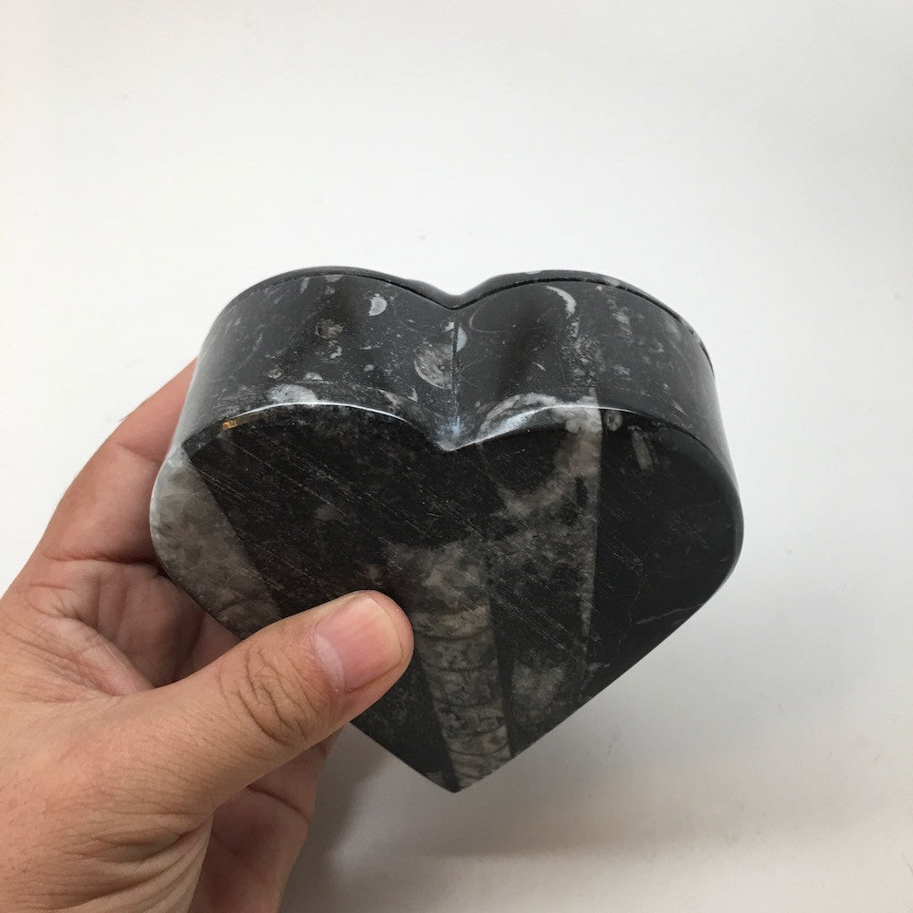 418 Grams Heart Fossils Orthoceras Handmade Black Jewelry Box @Morocco,MF521