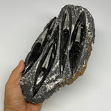 1390g,10.6"x5.1"x1.6" Fossils Orthoceras Plate Plaque SQUID, Home Decor, B23530