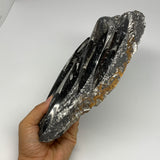 1390g,10.6"x5.1"x1.6" Fossils Orthoceras Plate Plaque SQUID, Home Decor, B23530