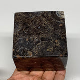 536g, 2.9" x 2.9" x 2" Fossils Orthoceras Ammonite Business Card Holder,B8095