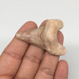 17.3g, 2"X 1.4"x 0.7" Natural Fossils Fish Shark Tooth @Morocco,MF2770