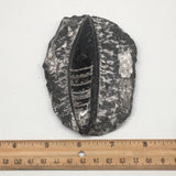 288g,4.7"x3.2"x1.2" Fossils Orthoceras (straight horn) SQUID @Morocco, MF1642