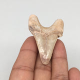 17.3g, 2"X 1.4"x 0.7" Natural Fossils Fish Shark Tooth @Morocco,MF2770