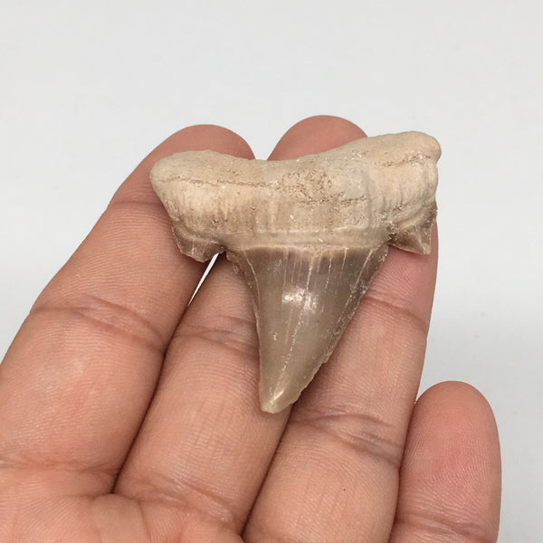 14.8g, 1.9"X 1.6"x 0.5" Natural Fossils Fish Shark Tooth @Morocco,MF2771