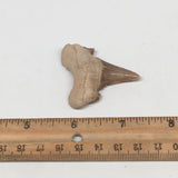 14.8g, 1.9"X 1.6"x 0.5" Natural Fossils Fish Shark Tooth @Morocco,MF2771