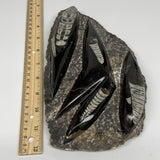 1330g,9.25"x5.3"x1.4" Fossils Orthoceras Plate Plaque (straight horn) SQUID,B235