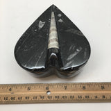 412 Grams Heart Fossils Orthoceras Handmade Black Jewelry Box @Morocco,MF518