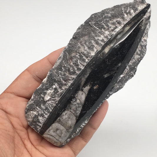 172g,5"x2.2"x0.8" Fossils Orthoceras (straight horn) SQUID @Morocco, MF1646