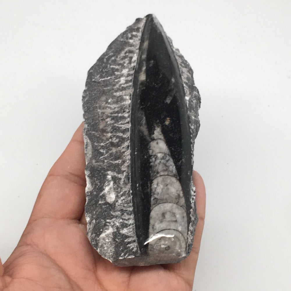 172g,5"x2.2"x0.8" Fossils Orthoceras (straight horn) SQUID @Morocco, MF1646