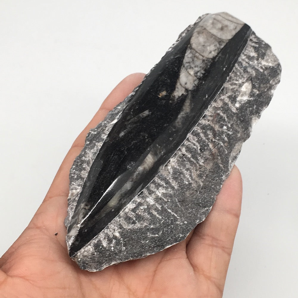 172g,5"x2.2"x0.8" Fossils Orthoceras (straight horn) SQUID @Morocco, MF1646