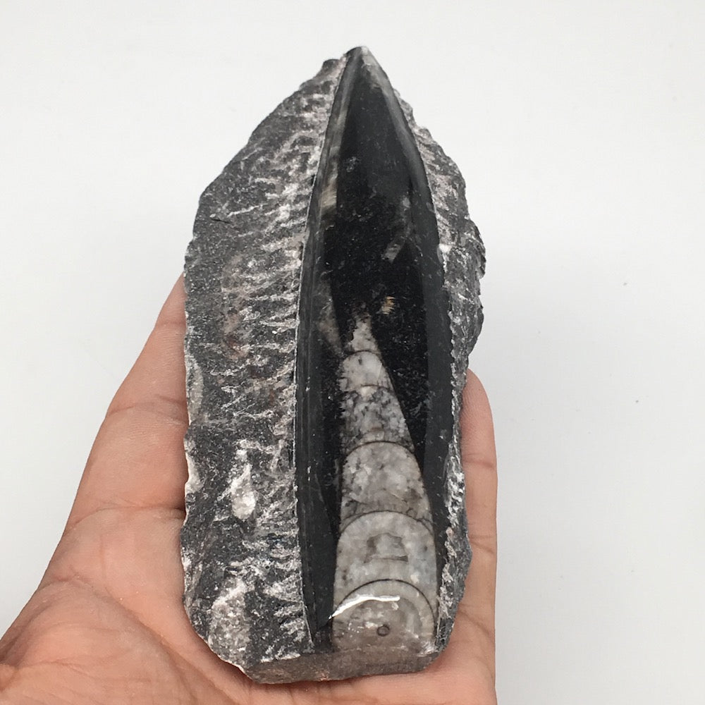 172g,5"x2.2"x0.8" Fossils Orthoceras (straight horn) SQUID @Morocco, MF1646