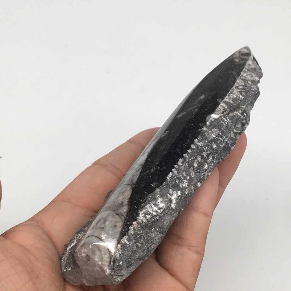 172g,5"x2.2"x0.8" Fossils Orthoceras (straight horn) SQUID @Morocco, MF1646