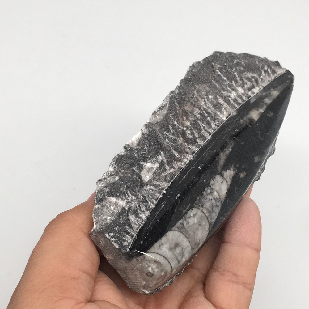 172g,5"x2.2"x0.8" Fossils Orthoceras (straight horn) SQUID @Morocco, MF1646