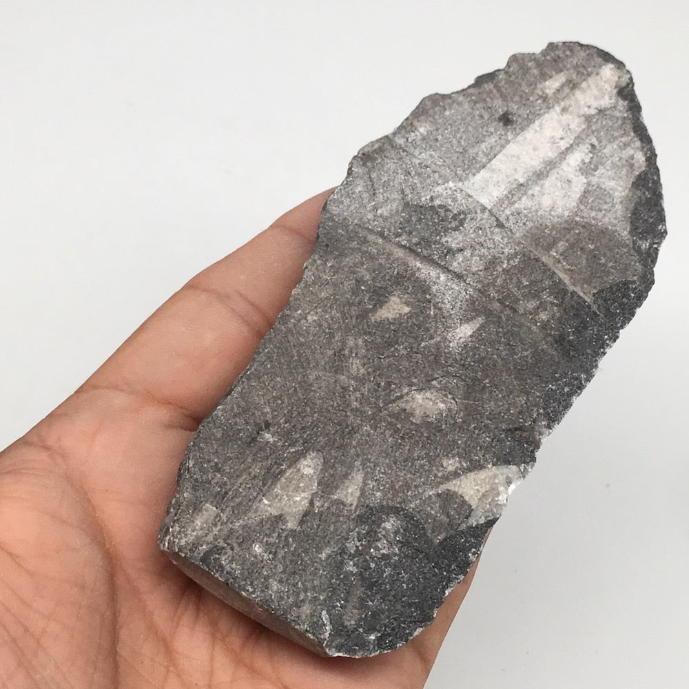 172g,5"x2.2"x0.8" Fossils Orthoceras (straight horn) SQUID @Morocco, MF1646