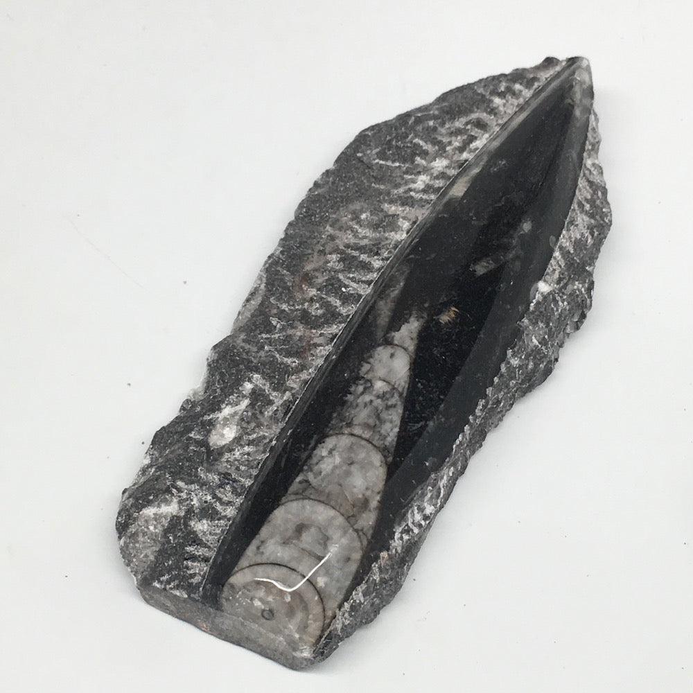 172g,5"x2.2"x0.8" Fossils Orthoceras (straight horn) SQUID @Morocco, MF1646