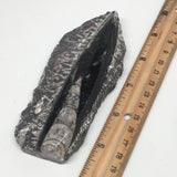172g,5"x2.2"x0.8" Fossils Orthoceras (straight horn) SQUID @Morocco, MF1646