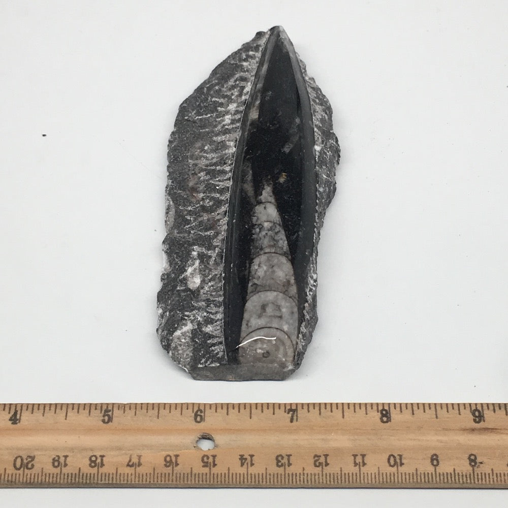 172g,5"x2.2"x0.8" Fossils Orthoceras (straight horn) SQUID @Morocco, MF1646