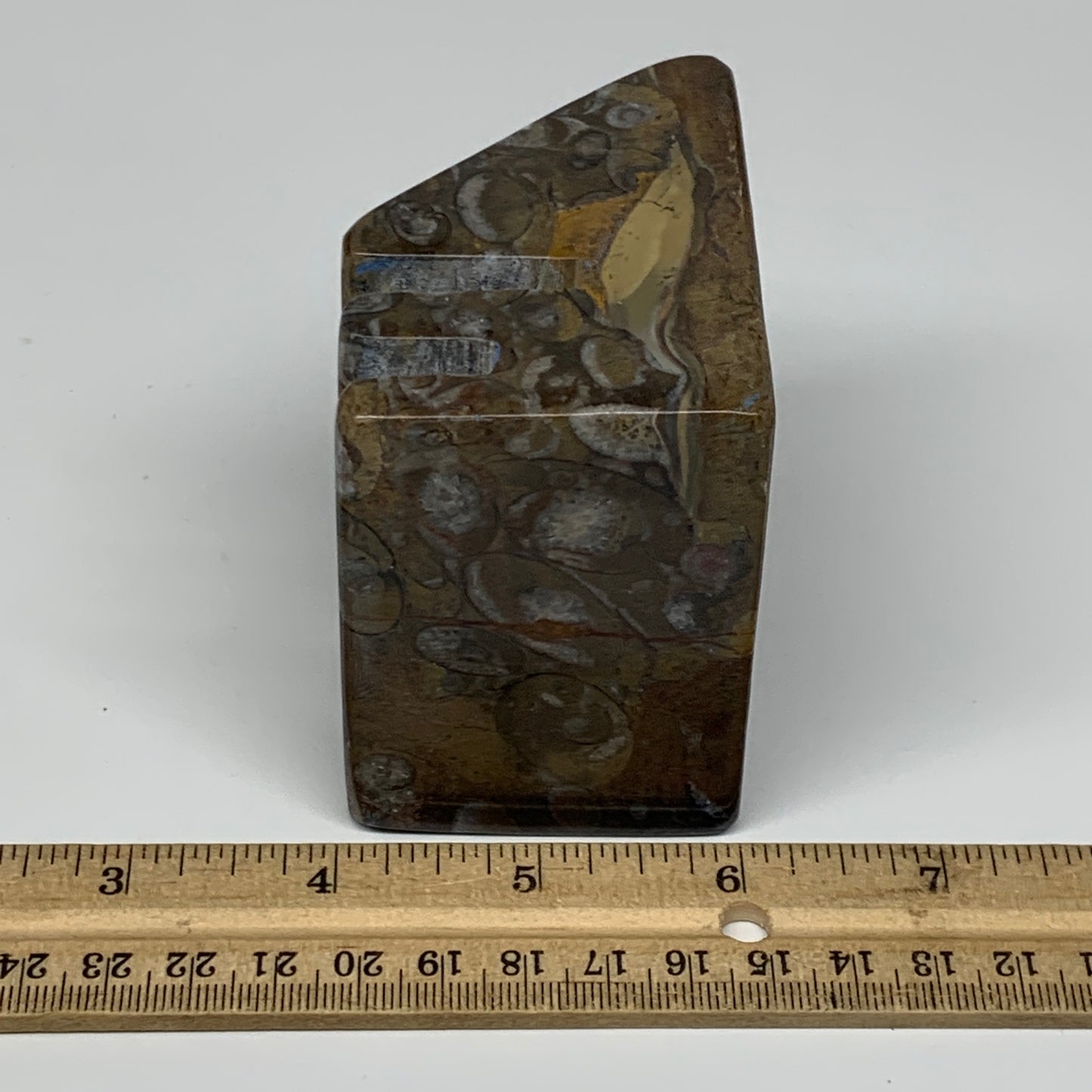 506g, 2.8" x 2.8" x 2" Fossils Orthoceras Ammonite Business Card Holder,B8100