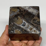 496g, 2.8" x 2.8" x 1.9" Fossils Orthoceras Ammonite Business Card Holder,B8103