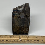 496g, 2.8" x 2.8" x 1.9" Fossils Orthoceras Ammonite Business Card Holder,B8103
