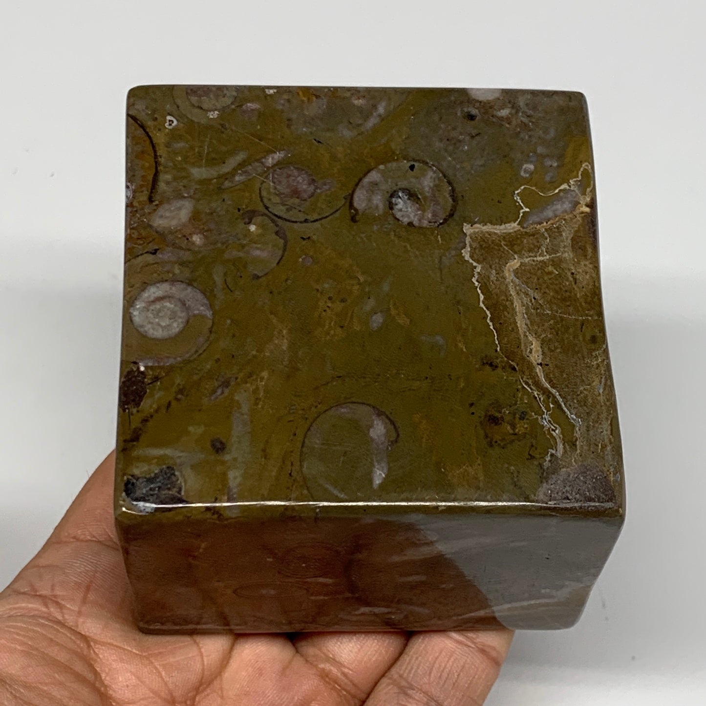 506g, 2.9" x 2.8" x 2" Fossils Orthoceras Ammonite Business Card Holder,B8104