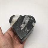 430 Grams Heart Fossils Orthoceras Handmade Black Jewelry Box @Morocco,MF508 - watangem.com