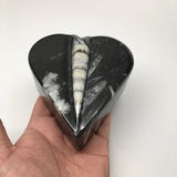 376 Grams Heart Fossils Orthoceras Handmade Black Jewelry Box @Morocco,MF507 - watangem.com