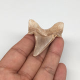 11.4g, 1.9"X 1.6"x 0.4" Natural Fossils Fish Shark Tooth @Morocco,MF2784