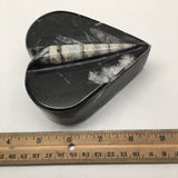 376 Grams Heart Fossils Orthoceras Handmade Black Jewelry Box @Morocco,MF507 - watangem.com