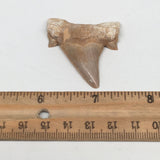 11.4g, 1.9"X 1.6"x 0.4" Natural Fossils Fish Shark Tooth @Morocco,MF2784