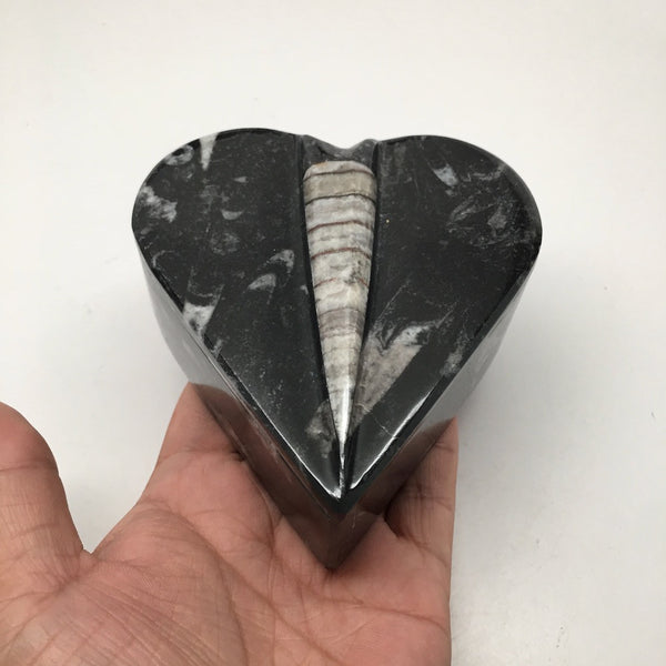 396 Grams Heart Fossils Orthoceras Handmade Black Jewelry Box @Morocco,MF505