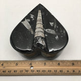 380 Grams Heart Fossils Orthoceras Handmade Black Jewelry Box @Morocco,MF503 - watangem.com