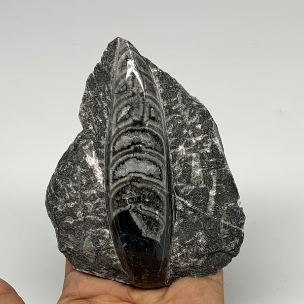 342.6g, 4.7"x3.5"x1.2" Fossils Orthoceras (straight horn) SQUID @Morocco, B23540