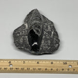 342.6g, 4.7"x3.5"x1.2" Fossils Orthoceras (straight horn) SQUID @Morocco, B23540