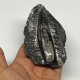 247.4g, 4.9"x2.7"x1.1" Fossils Orthoceras (straight horn) SQUID @Morocco, B23541