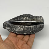 247.4g, 4.9"x2.7"x1.1" Fossils Orthoceras (straight horn) SQUID @Morocco, B23541