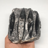 808g,6.5"x4.75"x1.4" Fossils Orthoceras (straight horn) SQUID @Morocco, MF1668
