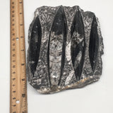 808g,6.5"x4.75"x1.4" Fossils Orthoceras (straight horn) SQUID @Morocco, MF1668