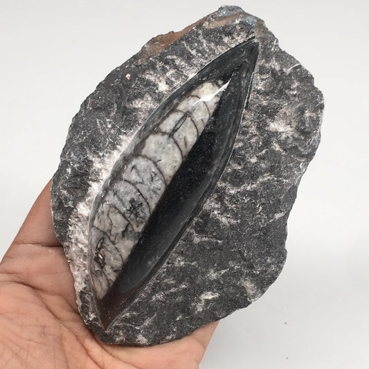 306g,4.7"x3.3"x1.3" Fossils Orthoceras (straight horn) SQUID @Morocco, MF1669