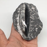 306g,4.7"x3.3"x1.3" Fossils Orthoceras (straight horn) SQUID @Morocco, MF1669