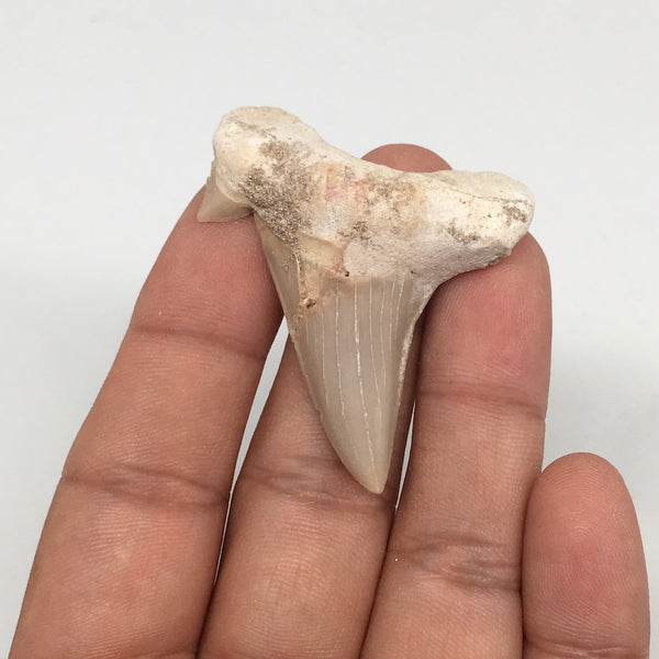 12.4g, 2"X 1.6"x 0.5" Natural Fossils Fish Shark Tooth @Morocco,MF2794