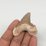 14.3g, 2"X 1.7"x 0.5" Natural Fossils Fish Shark Tooth @Morocco,MF2797