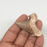 14.3g, 2"X 1.7"x 0.5" Natural Fossils Fish Shark Tooth @Morocco,MF2797