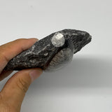 326.9g, 4.9"x3.6"x1.3" Fossils Orthoceras (straight horn) SQUID @Morocco, B23547