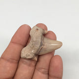 10.8g, 1.7"X 1.4"x 0.4" Natural Fossils Fish Shark Tooth @Morocco,MF2801