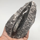 360g,5.4"x2.9"x1.4" Fossils Orthoceras (straight horn) SQUID @Morocco, MF1684